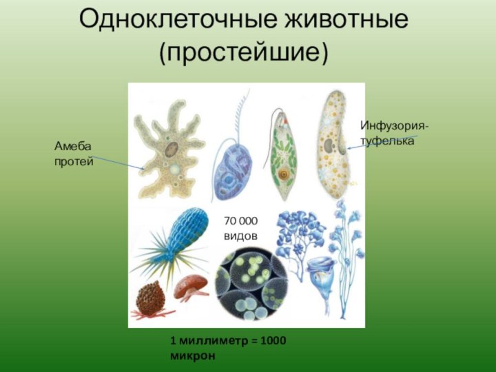 Одноклеточные животные (простейшие)Амеба протейИнфузория-туфелька70 000 видов1 миллиметр = 1000 микрон