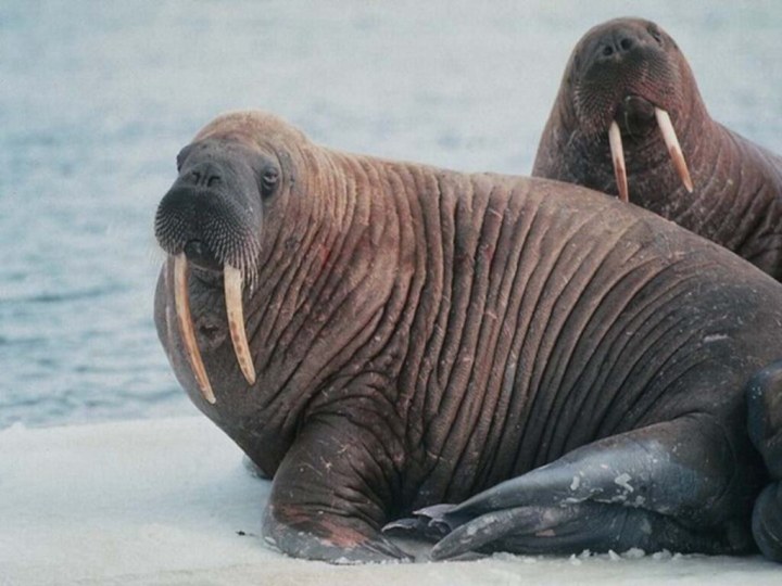 Верите ли вы, что секач – это ушастый тюлень, длиной 3,5 метра, весом700-800 кг?