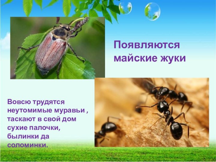 Появляются майские жукиВовсю трудятся неутомимые муравьи , таскают в свой дом сухие палочки, былинки да соломинки.