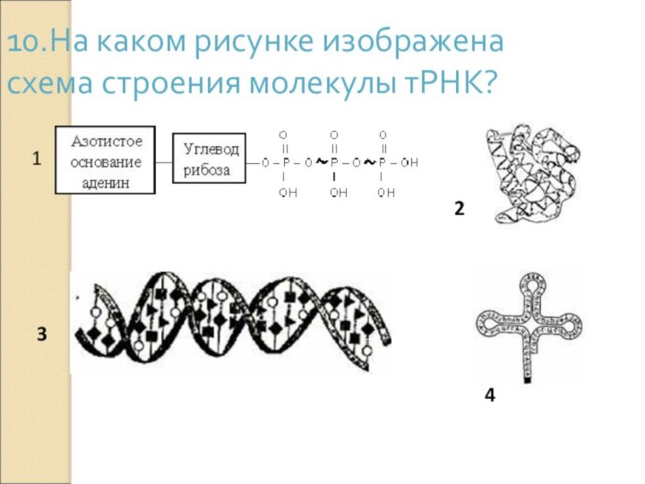 10.На каком рисунке изображена схема строения молекулы тРНК?1234