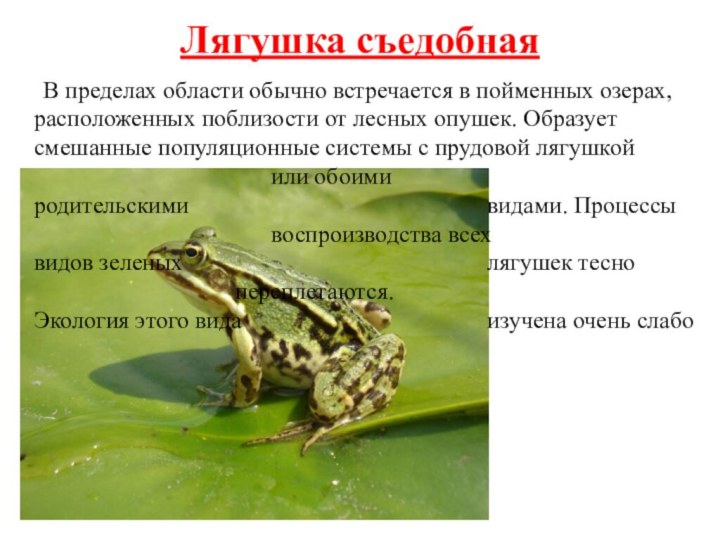 Лягушка съедобная	В пределах области обычно встречается в пойменных озерах, расположенных поблизости от лесных опушек.