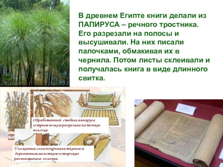 В древнем Египте книги делали из ПАПИРУСА – речного тростника. Его разрезали