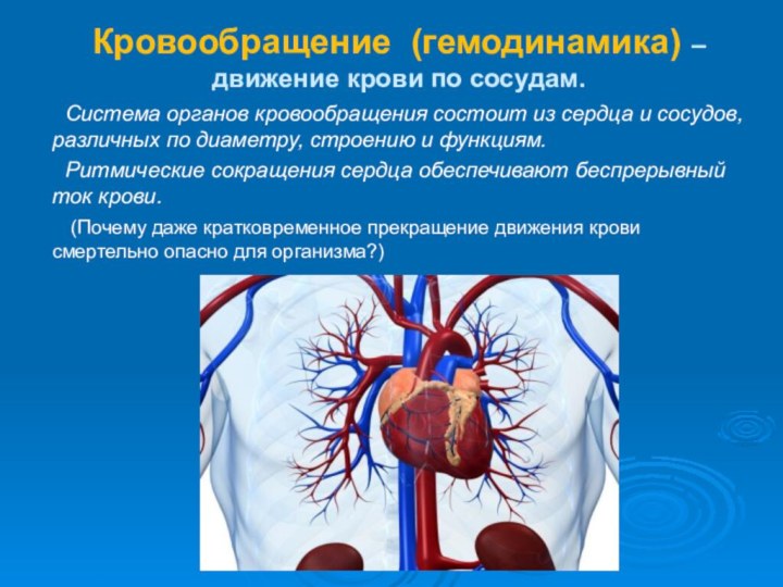 Кровообращение (гемодинамика) –  движение крови по сосудам.    Система органов кровообращения