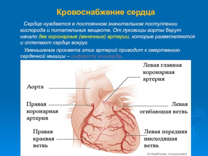 Кровоснабжение сердца    Сердце нуждается в постоянном значительном поступлении кислорода