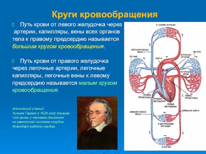 Круги кровообращенияПуть крови от левого желудочка через артерии, капилляры, вены всех органов тела к