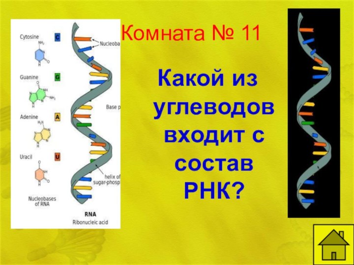 Комната № 11Какой из углеводов входит с состав РНК?