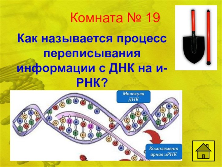 Комната № 19Как называется процесс переписывания информации с ДНК на и-РНК?