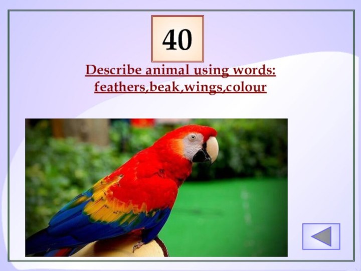 Describe animal using words: feathers,beak,wings,colour40