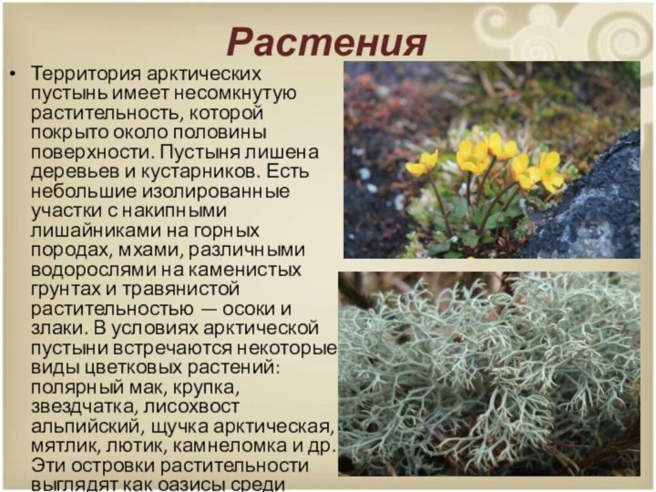 РастенияТерритория арктических пустынь имеет несомкнутую растительность, которой покрыто около половины поверхности. Пустыня