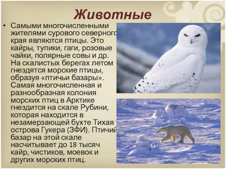 ЖивотныеСамыми многочисленными жителями сурового северного края являются птицы. Это кайры, тупики, гаги,