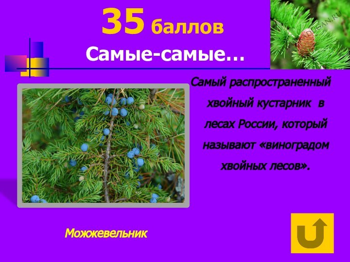 Самый распространенный хвойный кустарник в лесах России, который называют «виноградом хвойных