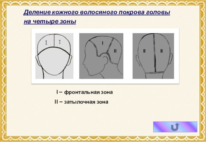 Деление кожного волосяного покрова головы  на четыре зоны I – фронтальная зонаII – затылочная зонаIIIIIII