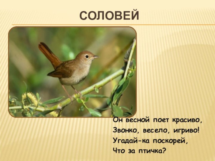 СоловейОн весной поет красиво, Звонко, весело, игриво! Угадай-ка поскорей, Что за птичка?