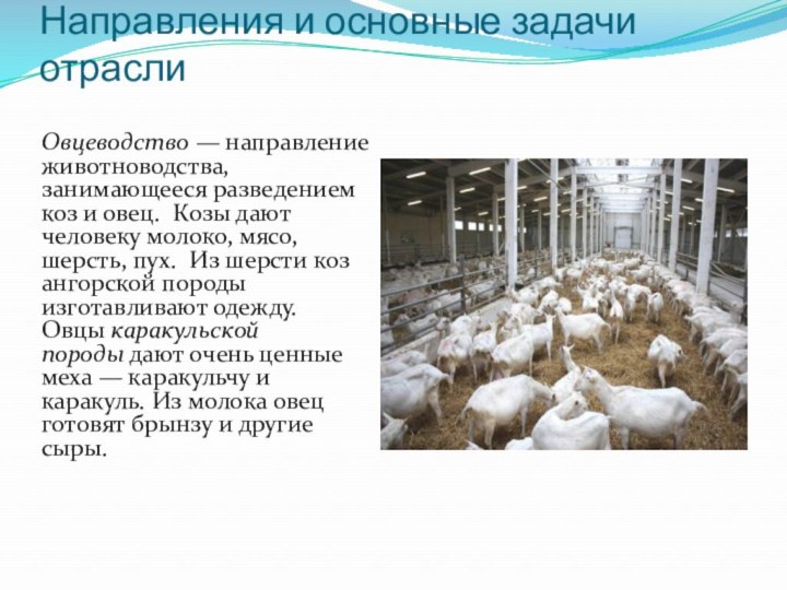 Направления и основные задачи отраслиОвцеводство — направление животноводства, занимающееся разведением коз и овец. Козы дают