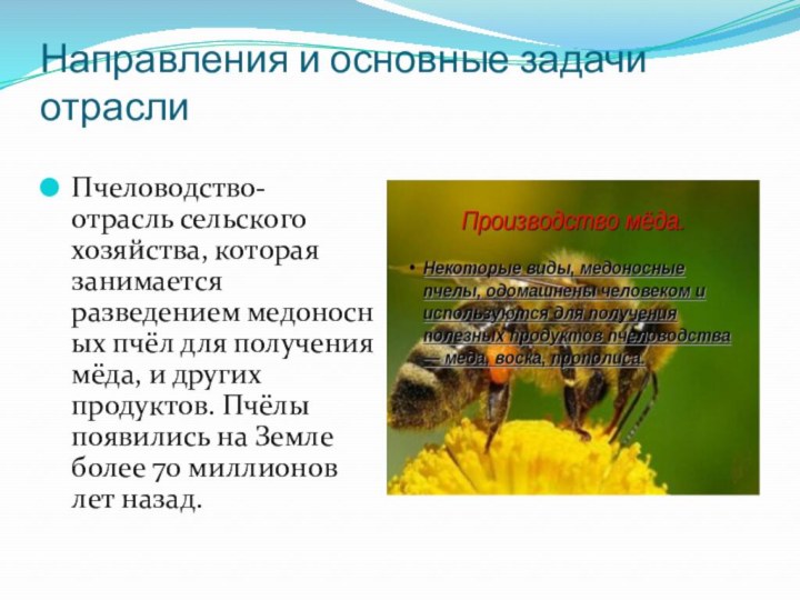Направления и основные задачи отраслиПчеловодство- отрасль сельского хозяйства, которая занимается разведением медоносных пчёл для получения мёда, и