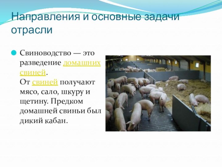 Направления и основные задачи отраслиСвиноводство — это разведение домашних свиней. От свиней получают мясо, сало, шкуру и