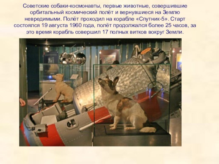 Советские собаки-космонавты, первые животные, совершившие орбитальный космический полёт и вернувшиеся на Землю невредимыми. Полёт