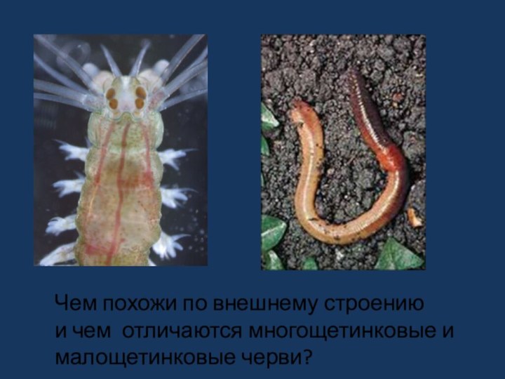 Чем похожи по внешнему строению и чем отличаются многощетинковые и малощетинковые черви?