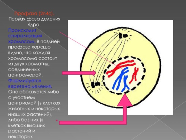 Профаза (2n4c). Первая фаза деления ядра.Происходит спирализация хромосом. В поздней профазе хорошо видно, что