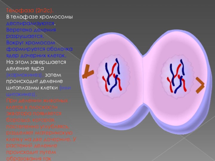 Телофаза (2n2c).В телофазе хромосомы деспирализуются.Веретено деления разрушается.Вокруг хромосом формируется оболочка ядер дочерних клеток.На этом