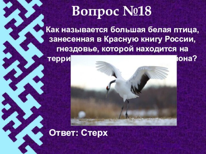 Вопрос №18Как называется большая белая птица, занесенная в Красную книгу России, гнездовье, которой находится