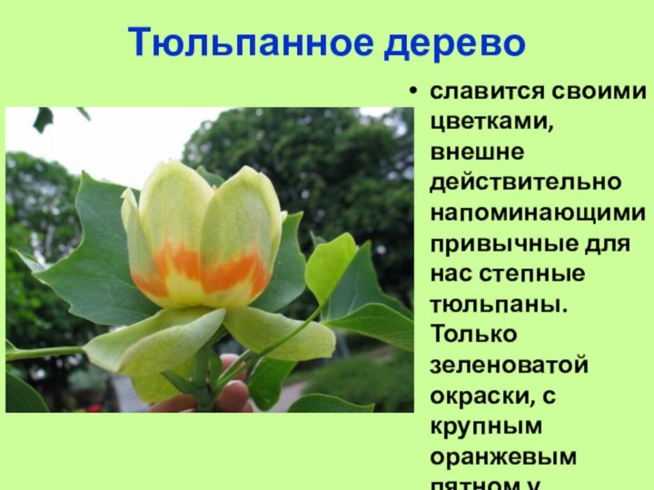 Тюльпанное деревославится своими цветками, внешне действительно напоминающими привычные для нас степные тюльпаны. Только зеленоватой