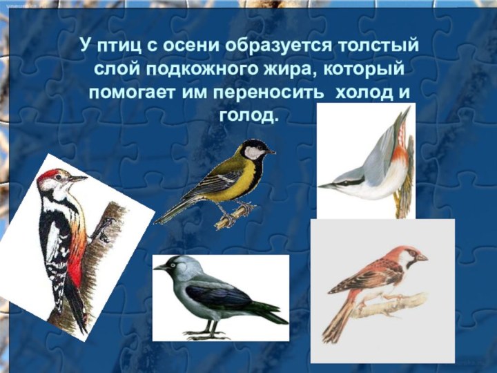 У птиц с осени образуется толстый слой подкожного жира, который помогает им переносить холод и голод.