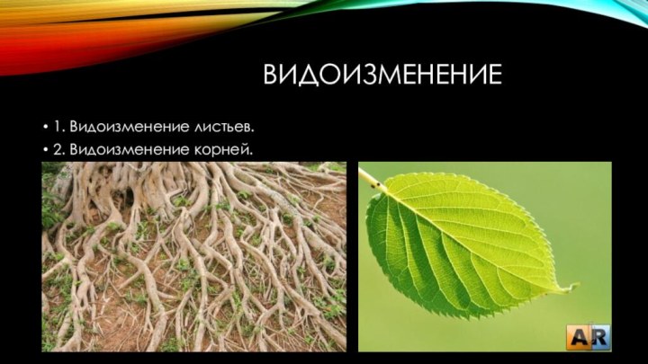 Видоизменение 1. Видоизменение листьев.2. Видоизменение корней.