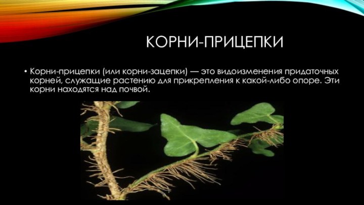 Корни-прицепкиКорни-прицепки (или корни-зацепки) — это видоизменения придаточных корней, служащие растению для прикрепления к какой-либо