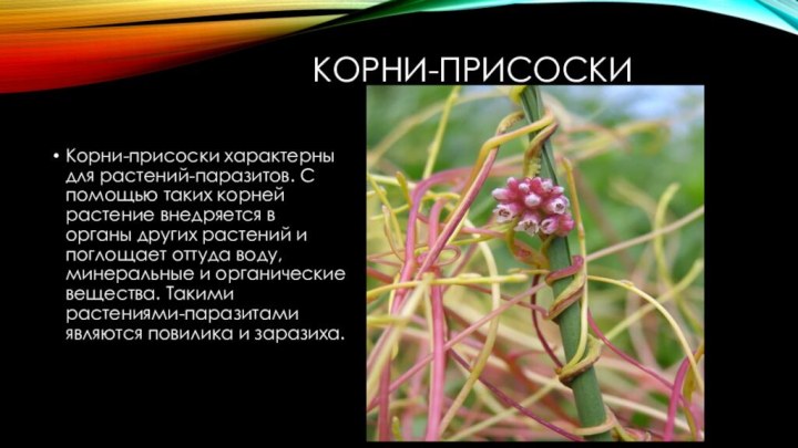 Корни-присоскиКорни-присоски характерны для растений-паразитов. С помощью таких корней растение внедряется в органы других растений