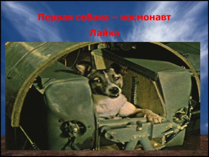 Первая собака – космонавт Лайка