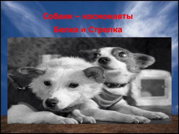 Собаки – космонавты Белка и Стрелка
