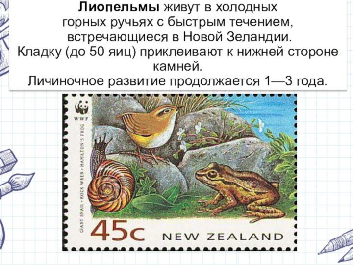 Лиопельмы живут в холодных горных ручьях с быстрым течением,  встречающиеся в Новой Зеландии. Кладку (до 50 яиц) приклеивают к нижней стороне камней.  Личиночное развитие продолжается 1—3 года. 