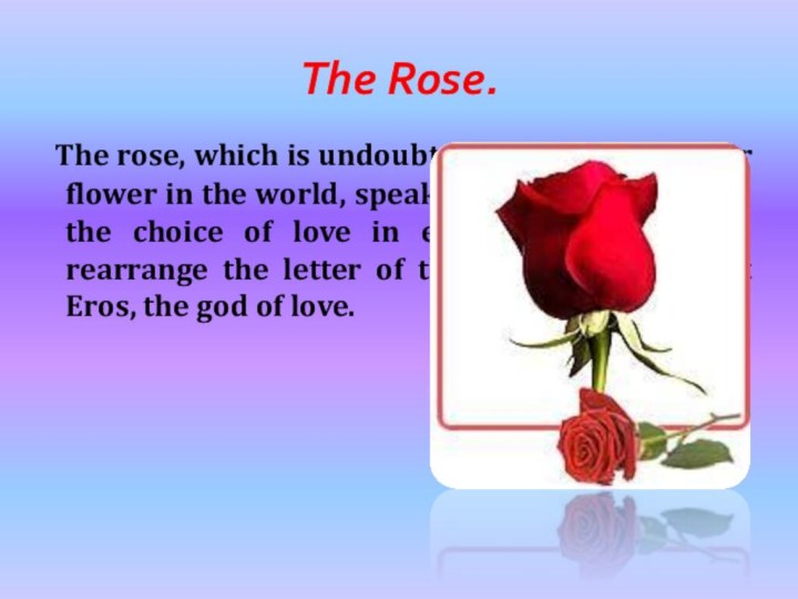 The Rose. The rose, which is undoubtedly the most popular flower in the world,