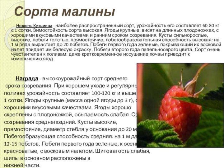 Сорта малины       Новость Кузьмина - наиболее