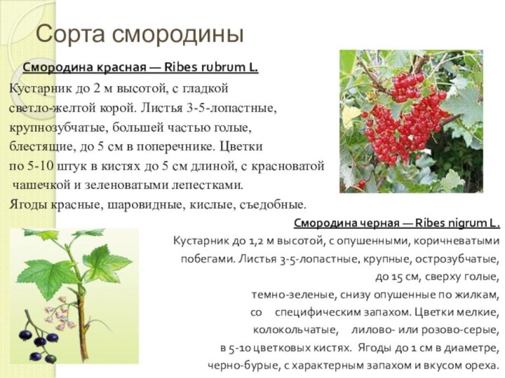 Сорта смородины  Смородина красная — Ribes rubrum L. Кустарник до