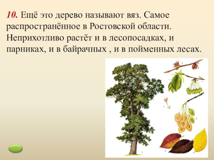 10. Ещё это дерево называют вяз. Самое распространённое в Ростовской области.