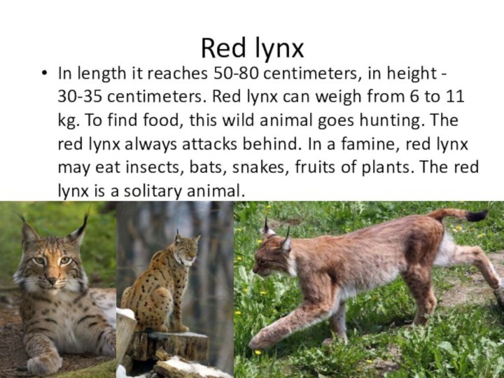 Red lynxIn length it reaches 50-80 centimeters, in height - 30-35 centimeters. Red lynx