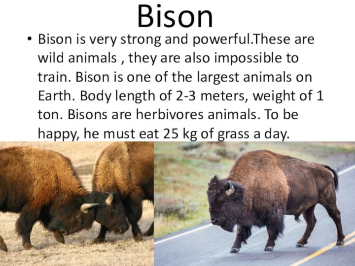 BisonBison is very strong and powerful.These are wild animals , they