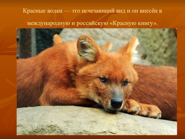 Красные волки — это исчезающий вид и он внесён в международную и российскую «Красную книгу».