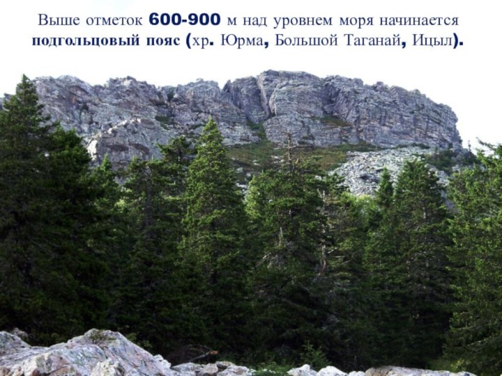 Выше отметок 600-900 м над уровнем моря начинается подгольцовый пояс (хр. Юрма, Большой Таганай, Ицыл).