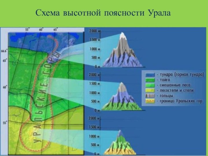 Схема высотной поясности Урала