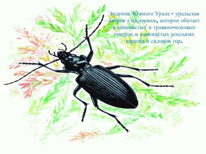 Эндемик Южного Урала - уральская небрия - насекомое, которое обитает в каменистых и травяно-моховых тундрах и каменистых россыпях вершин и склонов гор.