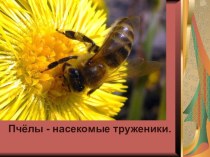 Презентация, в которой можно узнать про интересный мир пчел