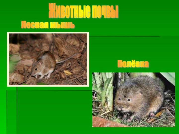 Животные почвы Лесная мышь Полёвка