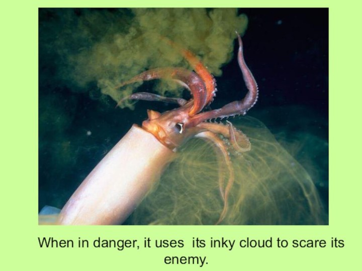 When in danger, it uses its inky cloud to scare its enemy.