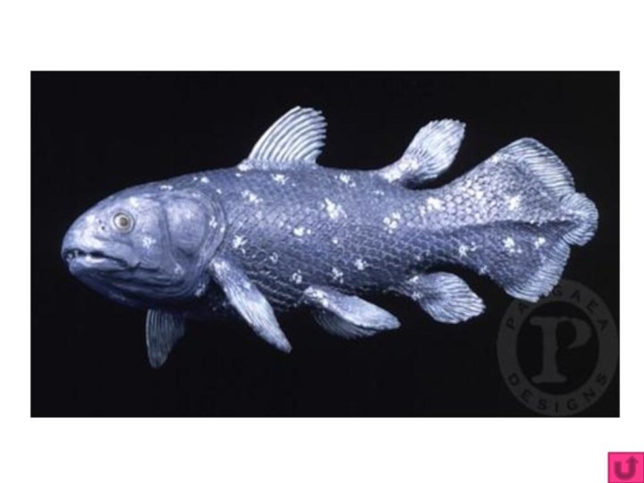 Какие древние рыбы, ныне живущие, возможно дали начало первых наземным позвоночным? Кистеперые. Латимерия.