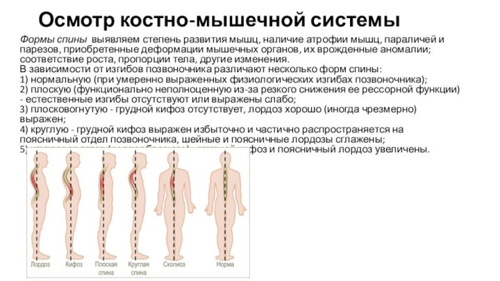 Осмотр костно-мышечной системыФормы спины  выявляем степень развития мышц, наличие атрофии мышц, параличей и парезов, приобретенные