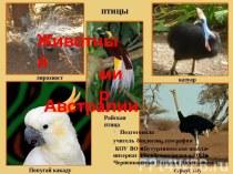 Презентация по географии на тему Животный мир Австралии (8 класс, школа для обучающихся с ОВЗ)
