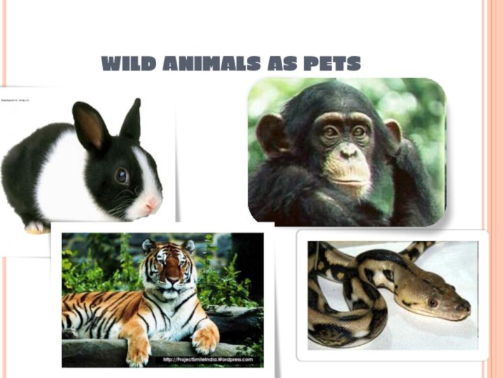 WILD ANIMALS AS PETS